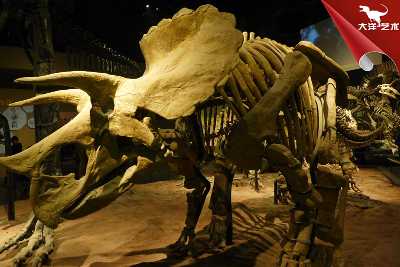 仿真恐龍骨架-三角龍